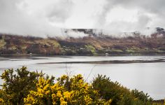 Arbusti fioriti sul fiordo denominato Loch Broom.