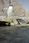 Pinguini fotografati presso l’acquario del Musée Océanographique de Monaco. In questi casi non basta che la macchina sia tenuta salda contro il vetro: bisogna anche aspettare che i soggetti siano ragionevolmente fermi, dati i tempi di otturazione piuttosto lunghi che la luce ambiente richiede (qui un quarto di secondo a f/8 con una sensibilità di 200 ISO).