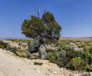 Uno dei rari alberi secolari che crescono nell’arida prateria, sfruttando la poca acqua che si raduna nelle depressioni del terreno.