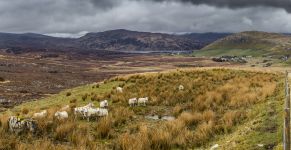 Pecore nella brughiera presso il villaggio di Elphin (sullo sfondo).