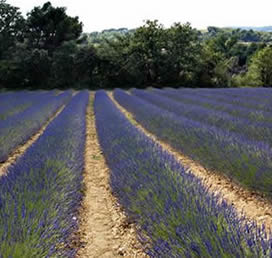 Fotografia dell'Alta Provenza