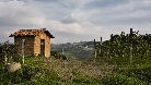 Vigneti tra Monforte d'Alba e Barolo.