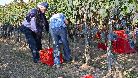 Vendemmia nelle colline tra Monforte e Barolo.