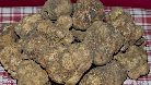 Il tartufo è un fungo ipogeo che si sviluppa spontaneamente tra le radici di alberi e arbusti, specialmente querce e lecci. Il tartufo bianco di Alba (Tuber magnatum) è particolarmente pregiato, mentre il tartufo nero piemontese, meno profumato, è considerato di rango inferiore, contrariamente a quanto avviene per il tartufo nero di Norcia (Tuber melanosporum), molto apprezzato.