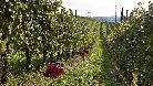 Dogliani. Vendemmia presso l'azienda vinicola Caraglio. Le ceste in plastica rossa vengono disposte a intervalli regolari lungo i filari per essere riempite dai vendemmiatori.