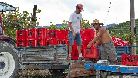 Dogliani. Vendemmia presso l'azienda vinicola Caraglio. Le ceste piene di grappoli vengono caricate sul rimorchio del trattore per essere portate in azienda.