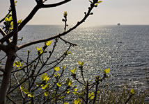 Nervi (Genova). Dalla passeggiata Anita Garibaldi una marina con albero di fico in primo piano. Le foglioline da poco spuntate sarebbero apparse scure a causa del controluce deciso. Per illuminarle e renderle brillanti ho usato il piccolo flash incorporato nella macchina, che come si vede si è rivelato più che sufficiente.