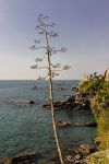 Nervi (Genova). La scogliera dove volevamo fare… il parcheggio.