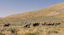 Cavalli selvaggi nella prateria.