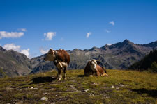 Un simpatico incontro frequente, d'estate, nei pascoli d'alta quota. Sullo sfondo lo spartiacque tra la Valle di Gressoney (o Valle del Lys) e la Valsesia, con il Colle Valdobbia (su cui sorge l'Ospizio Sottile) e il Corno Bianco,