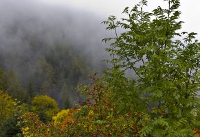 Non sempre la nebbia è un nemico. In questo caso  contribuisce a far risaltare il primo piano interponendosi tra questo e lo  sfondo.